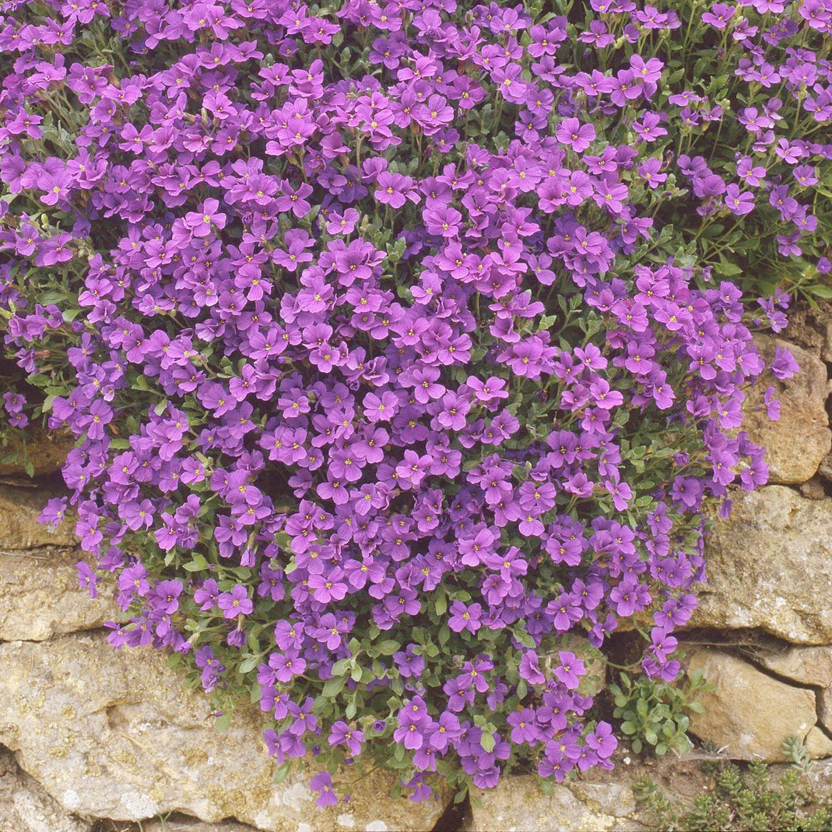 Rockcress Aubrieta Deltoidea plant