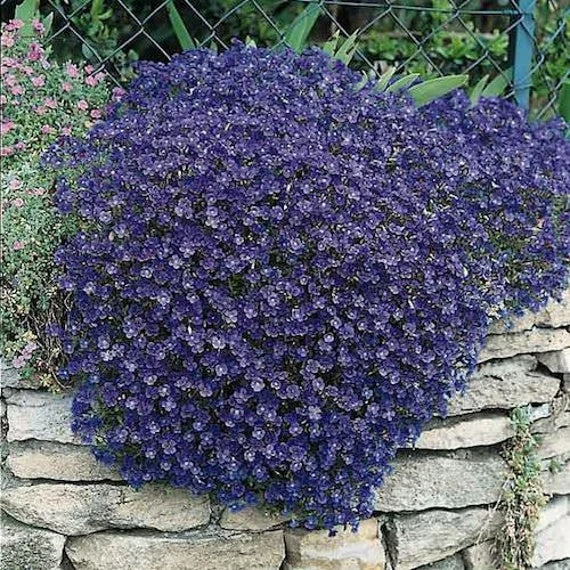 Cascade Seasonal Aubrieta plant