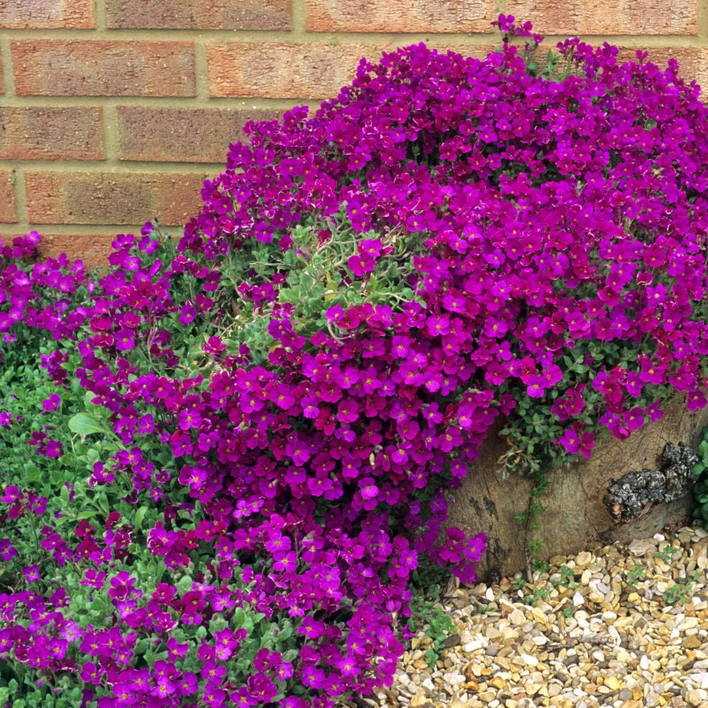 Purple Cascade flower seeds