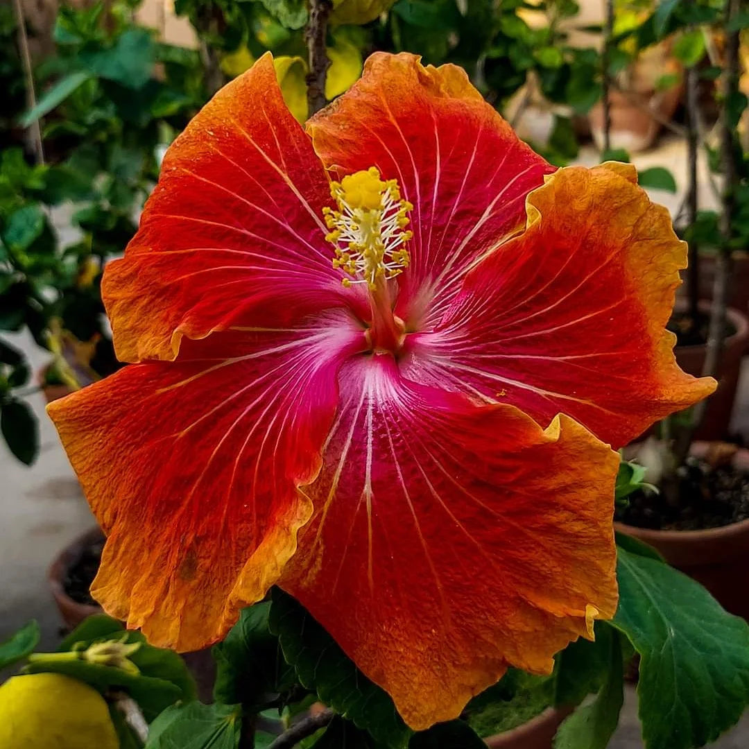 Hibiscus flower seeds