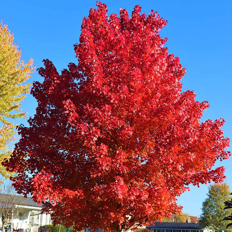 Blaze Maple Tree plant