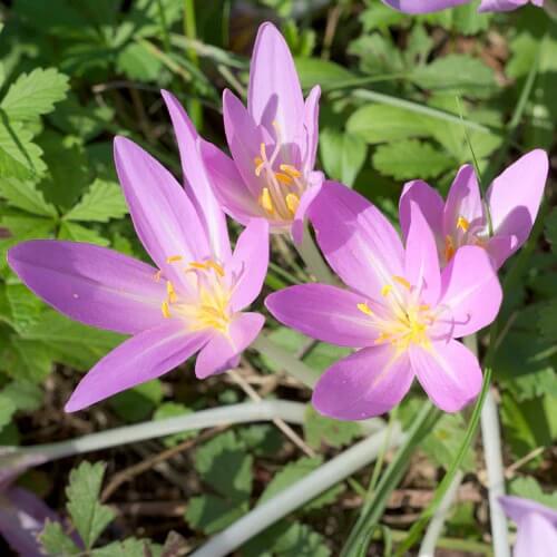Bright Autumn Crocus plant