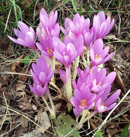 Bright Autumn Crocus plant