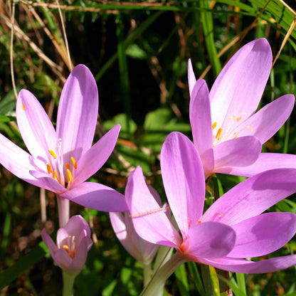 Bright Autumn Crocus plant