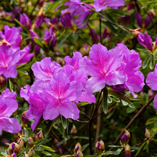 Azalea flower seeds
