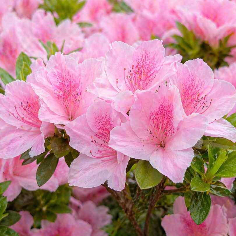 Light Pink flower seeds