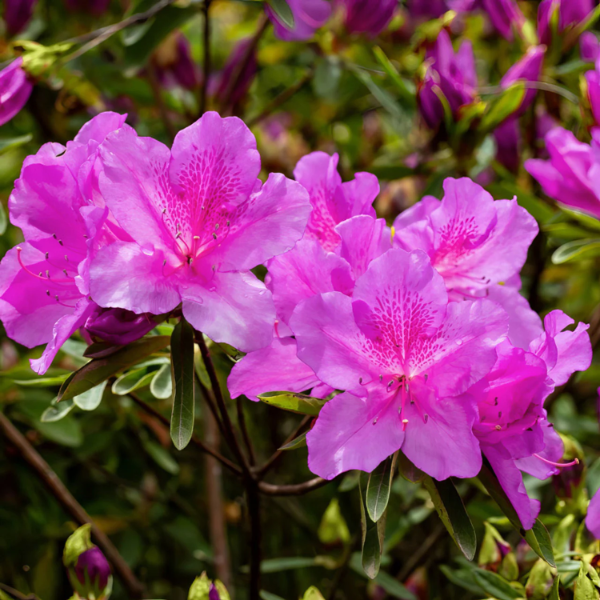 Autumn Royalty Azalea plant