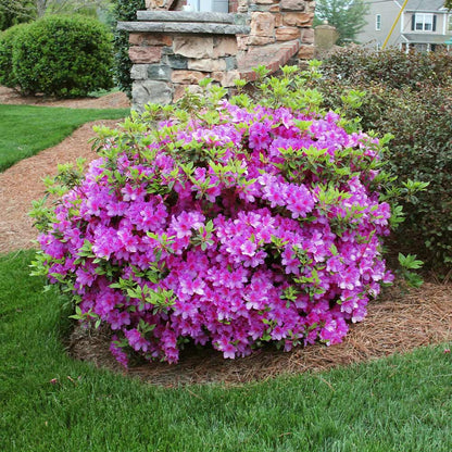 Autumn Royalty Azalea plant