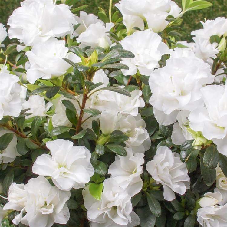Azalea Blanco plant