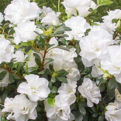 Azalea Blanco plant