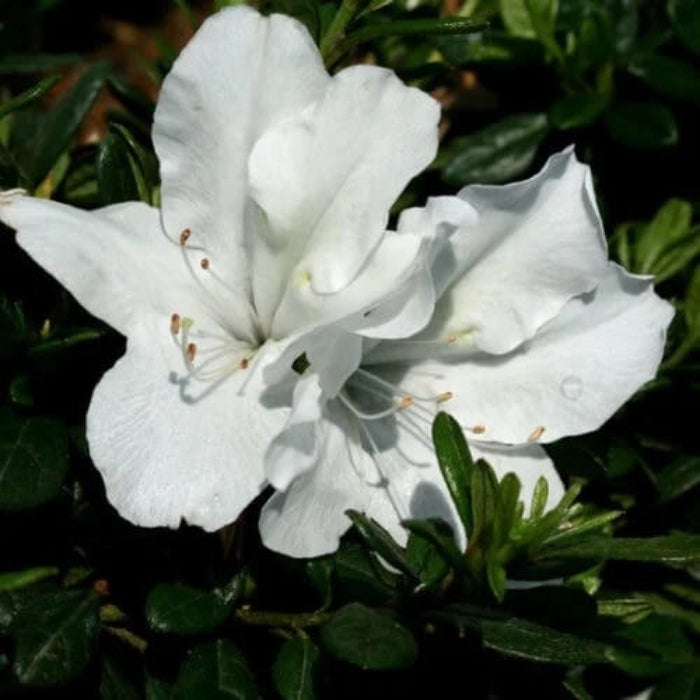 Azalea Blanco plant