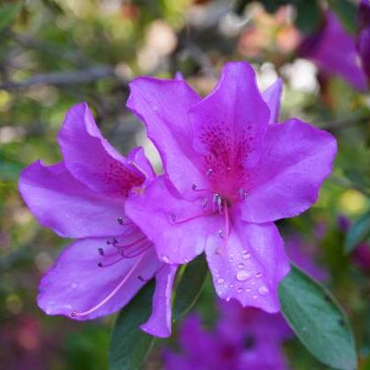Purple Azalea plant