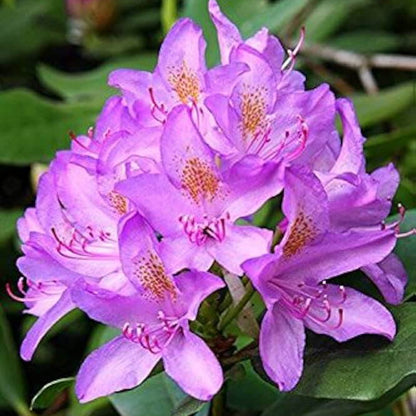 Purple Azalea plant