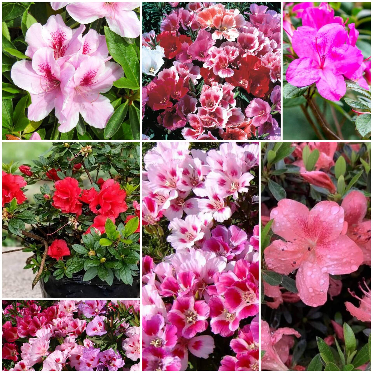 Azalea plant