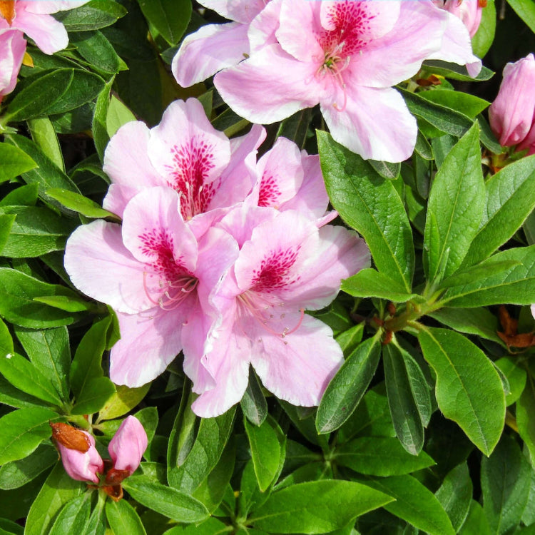 Azalea plant