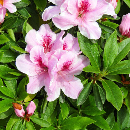 Azalea plant