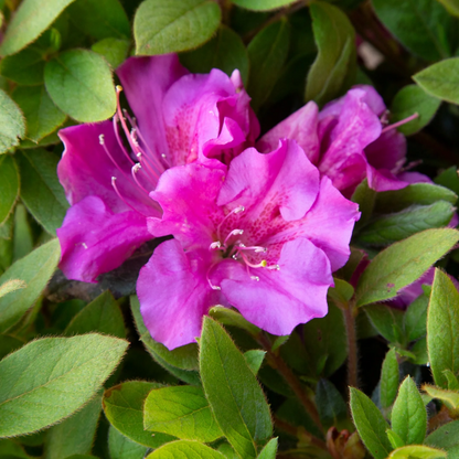 Autumn Royalty Azalea plant