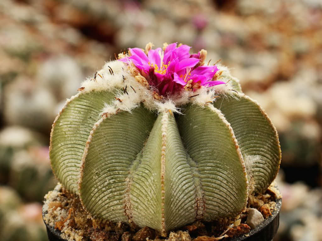 Aztekium Valdezii flower seeds