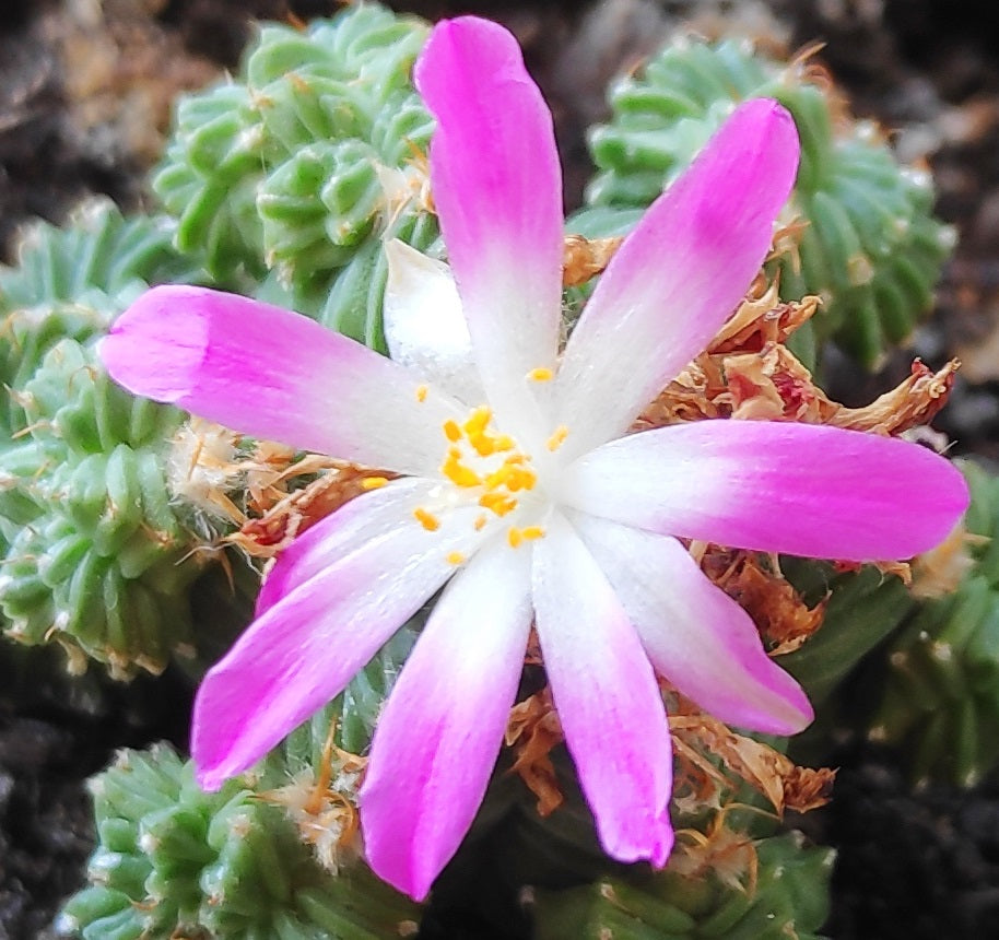 Aztekium Valdezii flower seeds