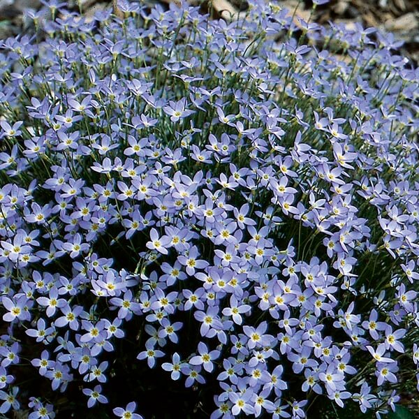 Azure Bluets plant