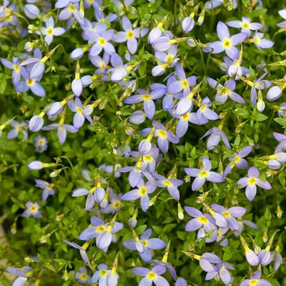 Azure Bluets plant