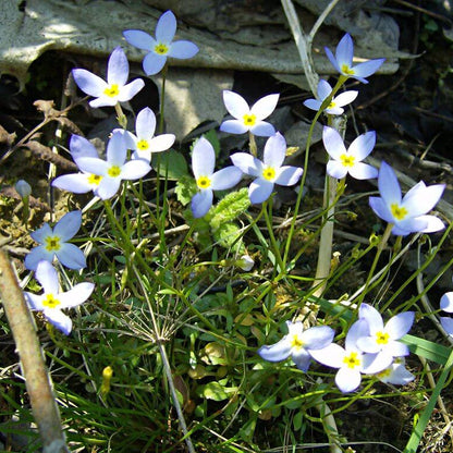 Azure Bluets plant