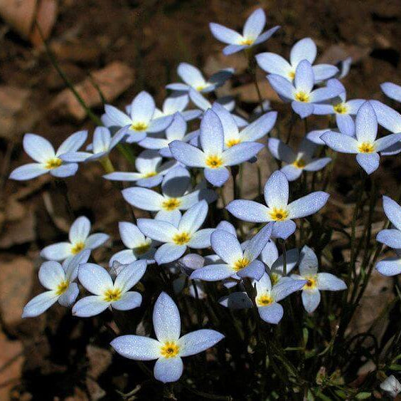 Azure Bluets plant