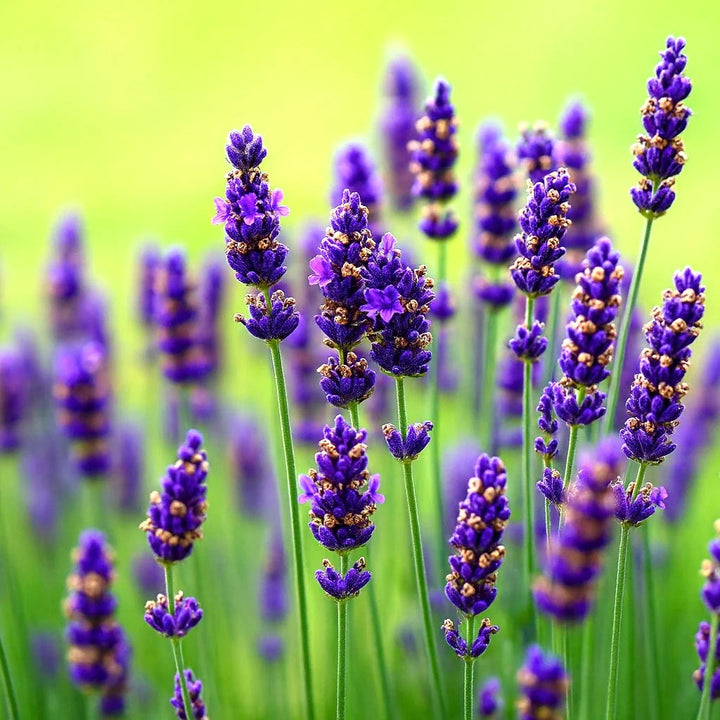 Lavender flower seeds