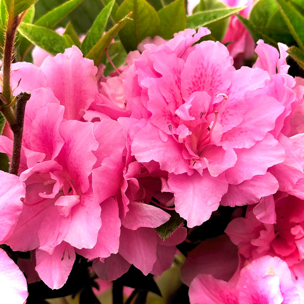 Azalea flower seeds