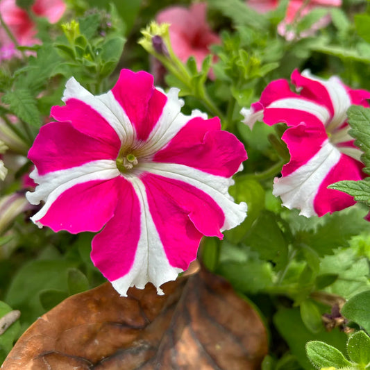 Carpet Rose flower seeds