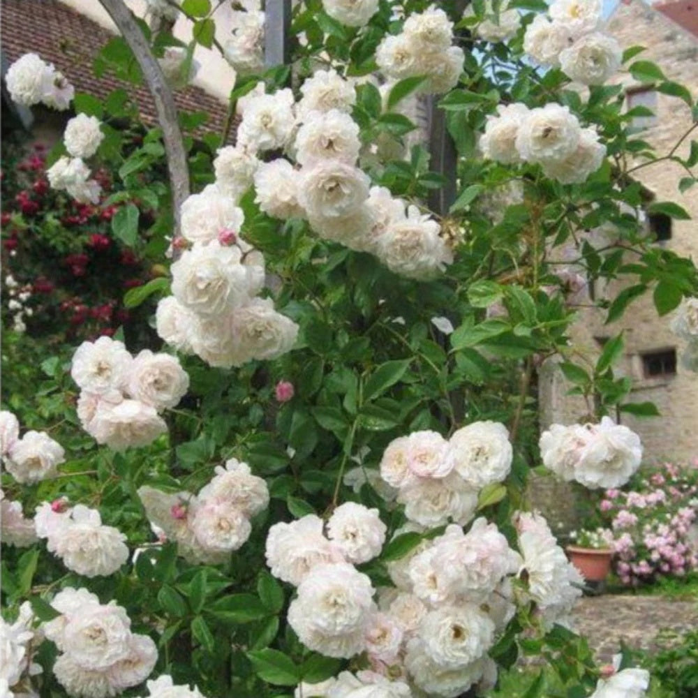 Climbing Sombreuil Rose plant