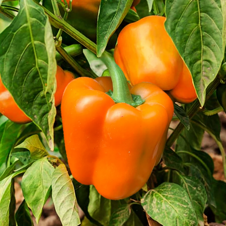 Orange Bell Pepper Seeds