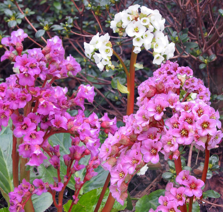 Bergenia Cordifolia flower seeds