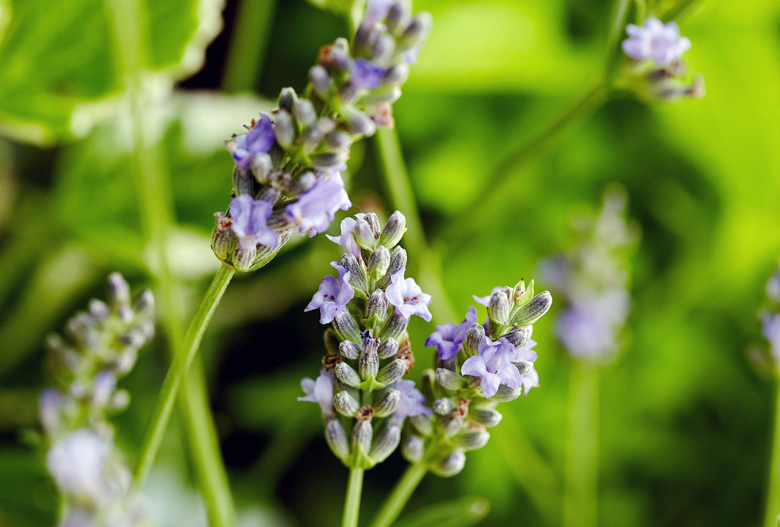 Munstead Lavender flower seeds