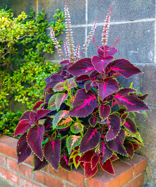 Begonia Coleus flower seeds