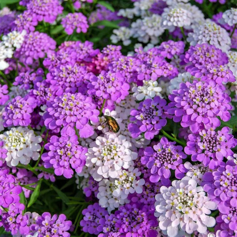 Mixed Candytuft Flower Seeds for Planting – Heirloom Non-GMO Garden Seeds
