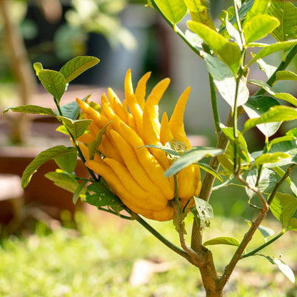 buddhas hand seeds