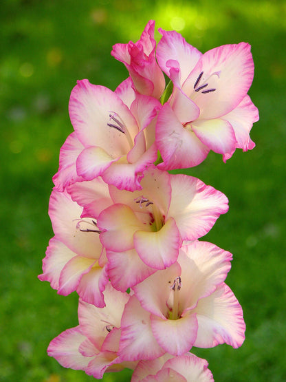 Baby Pink flower seeds