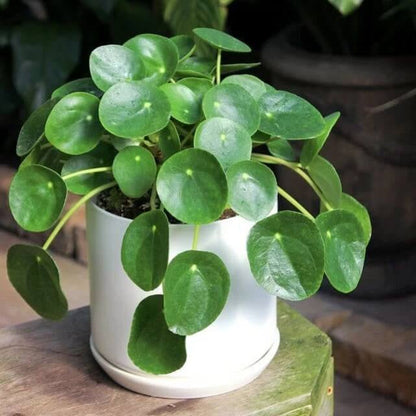 Baby Pilea Plant plant