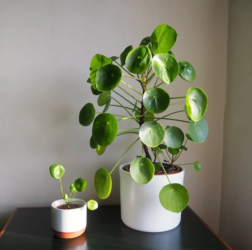 Baby Pilea Plant plant