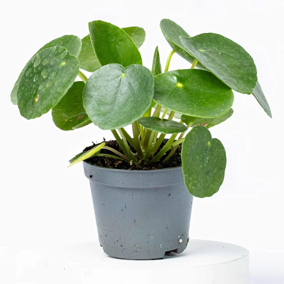Baby Pilea Plant plant