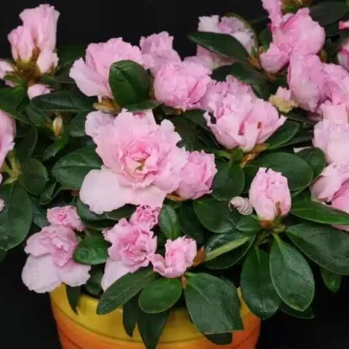 Baby Pink Azalea plant