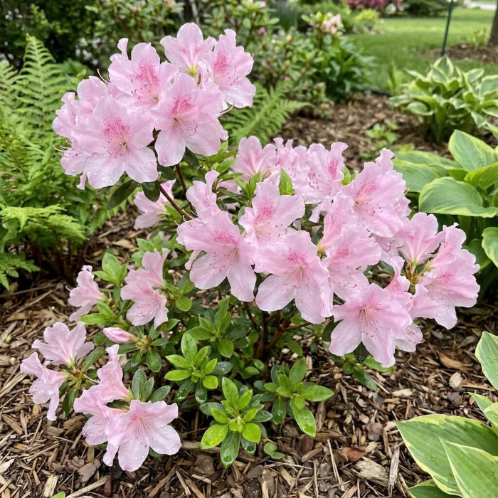 Baby Pink Azalea plant