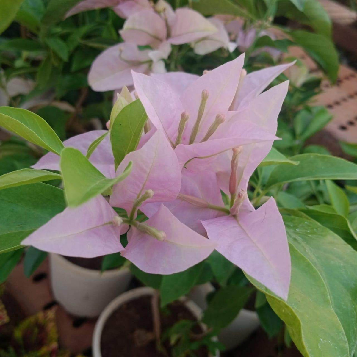 Baby Pink Bougainvillea plant