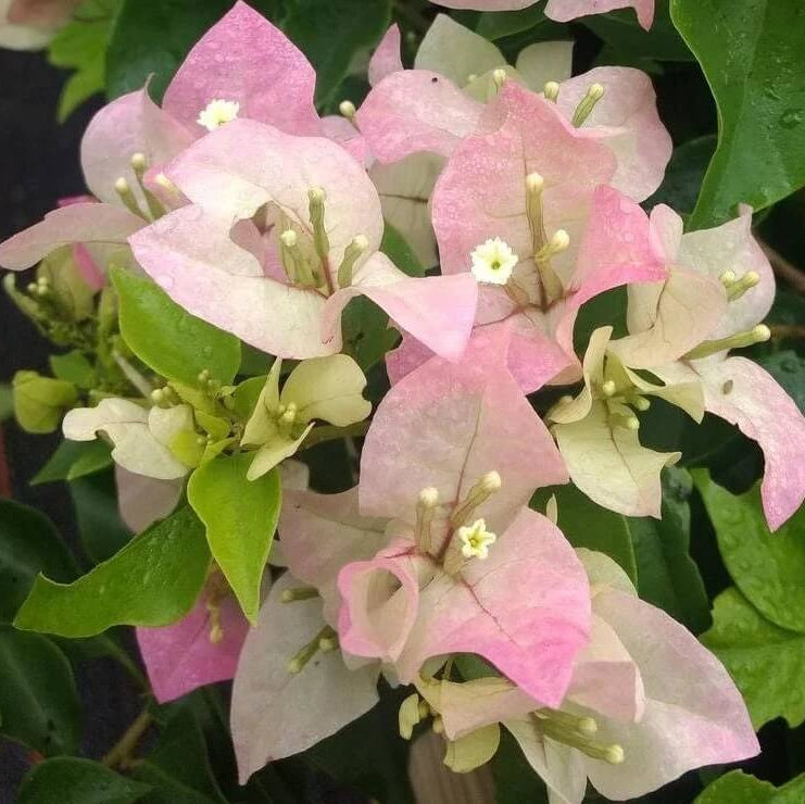 Baby Pink Bougainvillea plant
