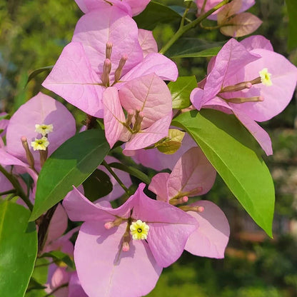 Baby Pink Bougainvillea plant