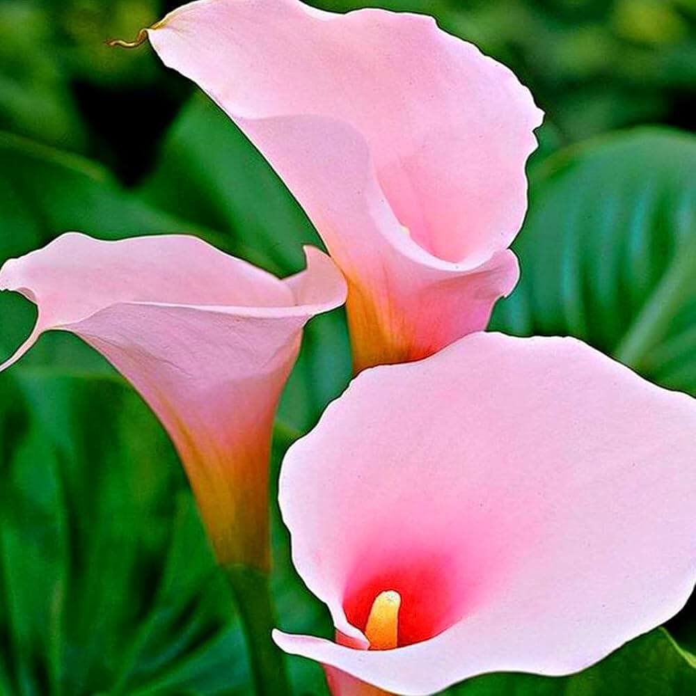Pink Calla Lily plant
