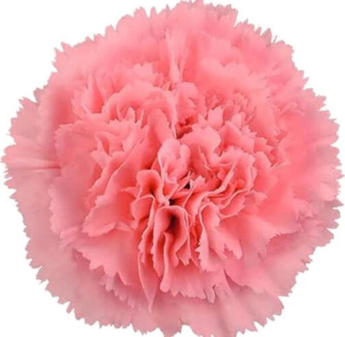 Baby Pink Carnation plant