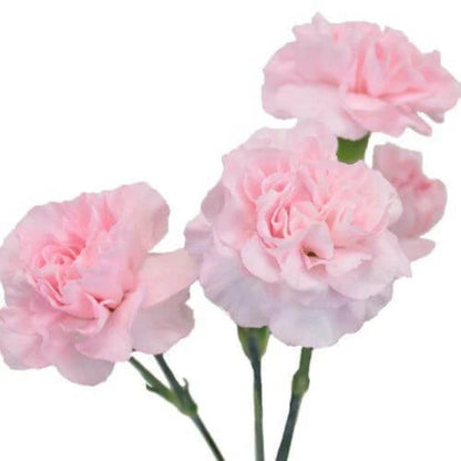 Baby Pink Carnation plant
