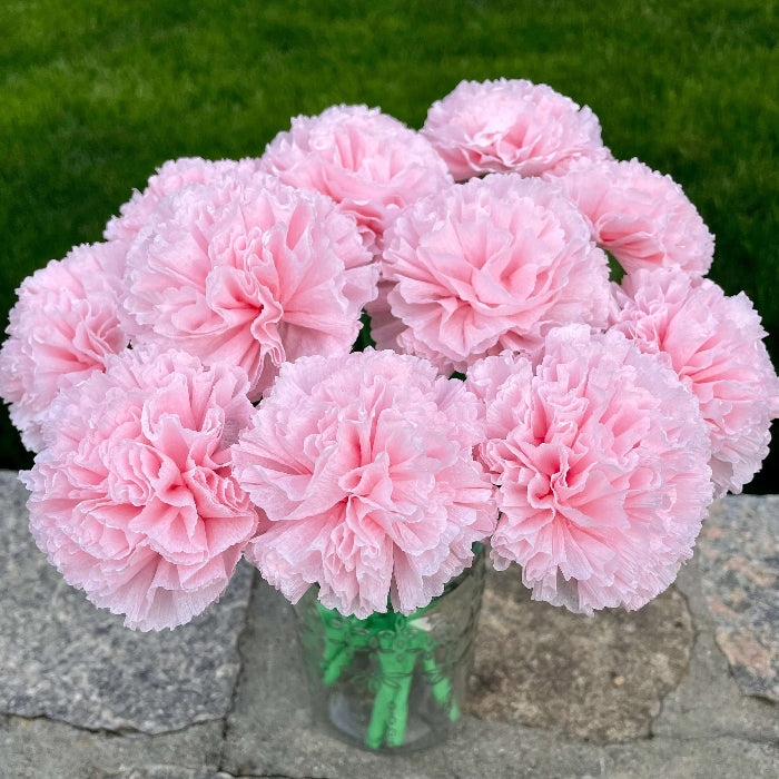 Baby Pink Carnation plant